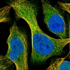 Immunofluorescent staining of human cell line U-2 OS shows localization to nucleoplasm, cytosol & microtubules.