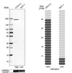 Anti-ARFGEF2 Antibody