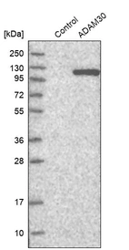 Western blot analysis in control (vector only transfected HEK293T lysate) and ADAM30 over-expression lysate (Co-expressed with a C-terminal myc-DDK tag (~3.1 kDa) in mammalian HEK293T cells, LY402877).