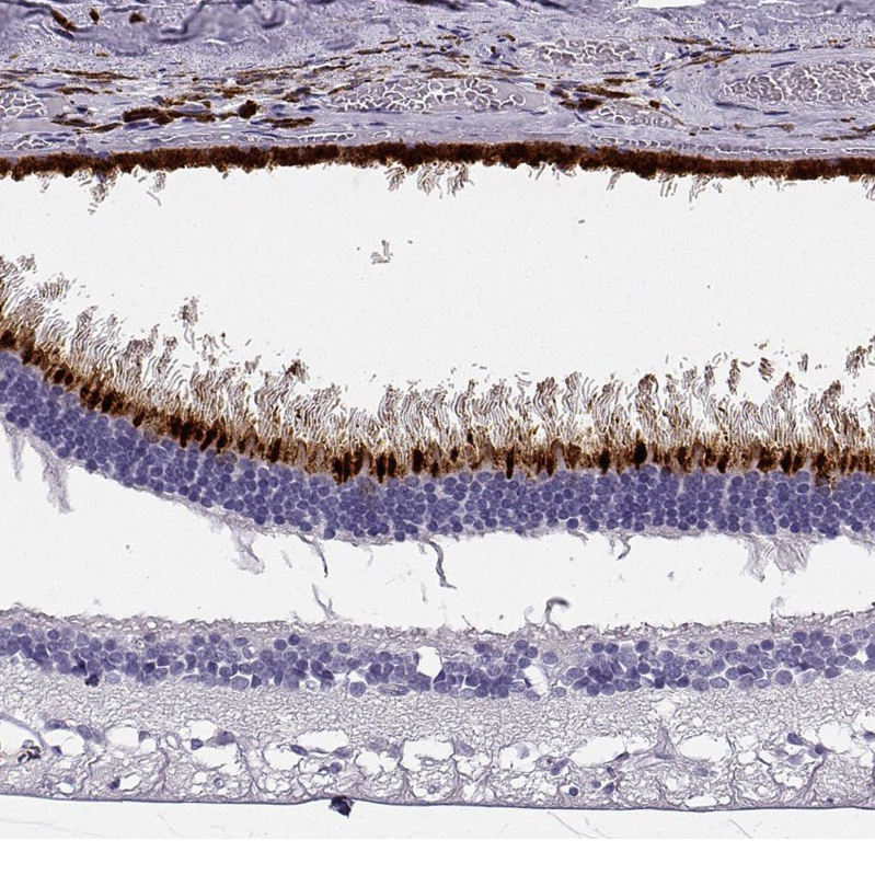 Anti-OPN5 Antibody