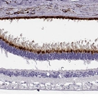 Anti-OPN5 Antibody