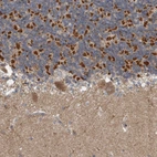 Immunohistochemical staining of human cerebellum shows moderate to strong cytoplasmic positivity in a subset of cells cells in granular layer.