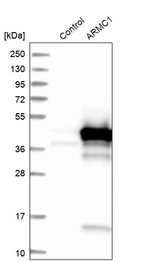Western blot analysis in control (vector only transfected HEK293T lysate) and ARMC1 over-expression lysate (Co-expressed with a C-terminal myc-DDK tag (~3.1 kDa) in mammalian HEK293T cells, LY413306).