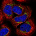 Immunofluorescent staining of human cell line A-431 shows localization to mitochondria.