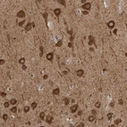 Anti-GPR61 Antibody