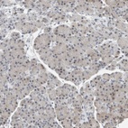 Immunohistochemical staining of human pancreas shows low expression as expected.