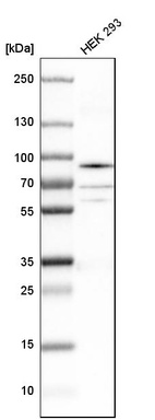 Western blot analysis in human cell line HEK 293.