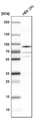 Western blot analysis in human cell line HEK 293.