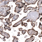 Immunohistochemical staining of human placenta shows moderate cytoplasmic and nuclear positivity in trophoblastic cells.