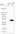 Anti-C8orf48 Antibody