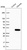 Anti-C8orf48 Antibody