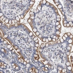 Immunohistochemical staining of human small intestine shows moderate cytoplasmic positivity in glandular cells.