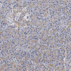 Immunohistochemical staining of human pancreas shows weak cytoplasmic granular positivity in exocrine glandular cells.