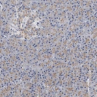 Immunohistochemical staining of human pancreas shows weak cytoplasmic granular positivity in exocrine glandular cells.