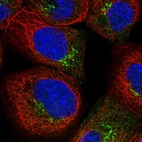 Immunofluorescent staining of human cell line A-431 shows localization to the Golgi apparatus.