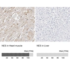 Anti-NES Antibody