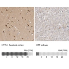 Anti-HTT Antibody