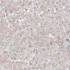 Anti-HTT Antibody