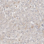Immunohistochemical staining of human liver shows low expression as expected.