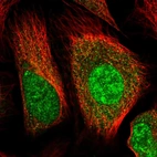 Immunofluorescent staining of human cell line U-2 OS shows localization to nucleoplasm & cytosol.