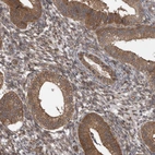 Immunohistochemical staining of human endometrium shows strong cytoplasmic positivity in glandular cells.