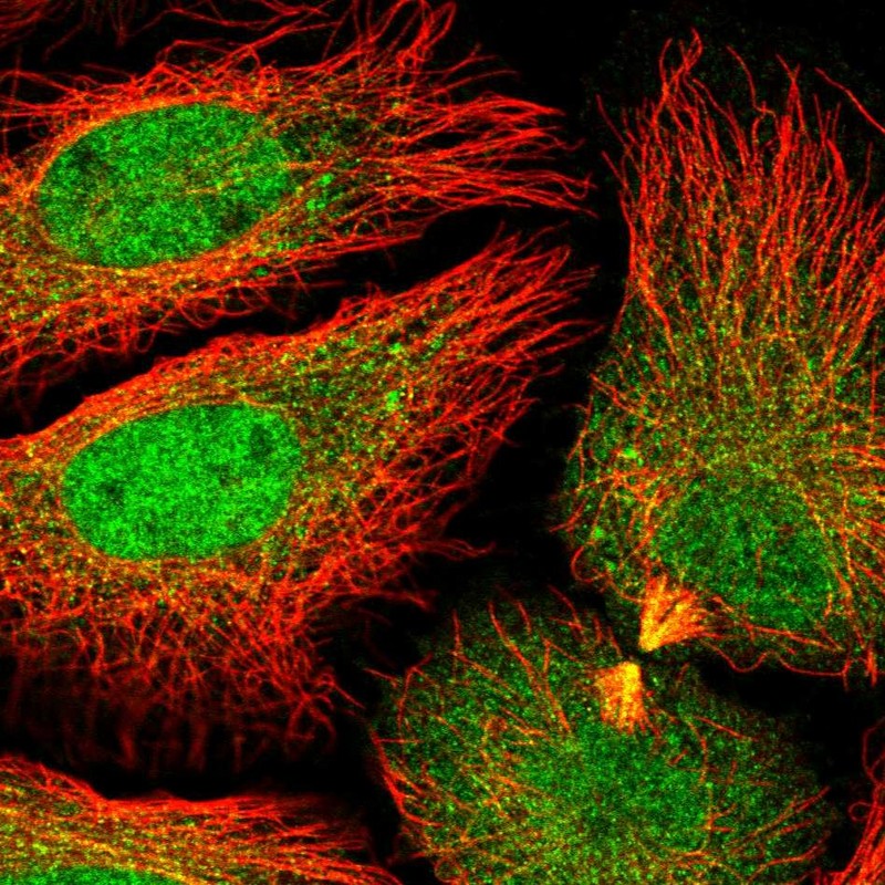 Anti-DNAJC8 Antibody