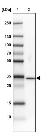 Anti-DNAJC8 Antibody