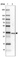 Anti-DNAJC8 Antibody