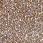 Immunohistochemical staining of human liver shows high expression.