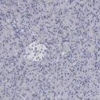 Immunohistochemical staining of human pancreas shows low expression as expected.