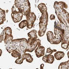 Immunohistochemical staining of human placenta shows strong cytoplasmic positivity in trophoblastic cells.