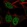 Anti-CLSPN Antibody
