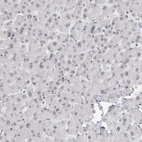 Anti-RPA2 Antibody
