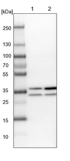 Lane 1: NIH-3T3 cell lysate (Mouse embryonic fibroblast cells)_br/_Lane 2: NBT-II cell lysate (Rat Wistar bladder tumour cells)