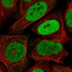Immunofluorescent staining of human cell line U-2 OS shows localization to nucleoplasm & nuclear bodies.