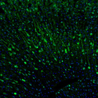 Immunofluorescence staining of mouse brain shows moderate to strong positivity in more than 75 % of neurons in the cerebral cortex.