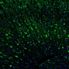 Immunofluorescence staining of mouse brain shows moderate to strong positivity in more than 75 % of neurons in the cerebral cortex.