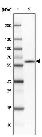 Lane 1: Marker [kDa] 250, 130, 100, 70, 55, 35, 25, 15, 10_br/_Lane 2: Human Cerebral Cortex tissue