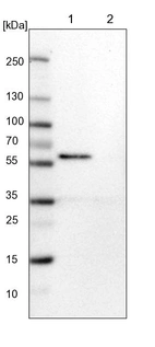 Lane 1: NIH-3T3 cell lysate (Mouse embryonic fibroblast cells)_br/_Lane 2: NBT-II cell lysate (Rat Wistar bladder tumour cells)