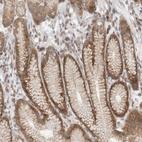 Immunohistochemical staining of human stomach shows strong cytoplasmic positivity in glandular cells.