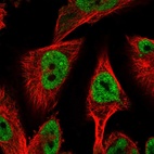 Immunofluorescent staining of human cell line U-251 MG shows localization to nucleoplasm.