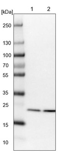 Lane 1: NIH-3T3 cell lysate (Mouse embryonic fibroblast cells)_br/_Lane 2: NBT-II cell lysate (Rat Wistar bladder tumour cells)