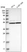 Anti-RAD23A Antibody