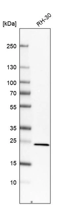 Western blot analysis in human cell line RH-30.