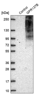 Western blot analysis in control (vector only transfected HEK293T lysate) and GPR137B over-expression lysate (Co-expressed with a C-terminal myc-DDK tag (~3.1 kDa) in mammalian HEK293T cells, LY401127).