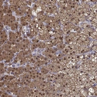 Immunohistochemical staining of human adrenal gland shows moderate to strong cytoplasmic and nuclear positivity in glandular cells.