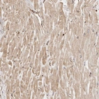 Immunohistochemical staining of human heart muscle shows weak cytoplasmic positivity in cardiomyocytes.