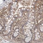 Immunohistochemical staining of human small intestine shows moderate cytoplasmic positivity in glandular cells.