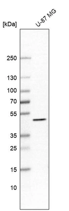 Western blot analysis in human cell line U-87 MG.