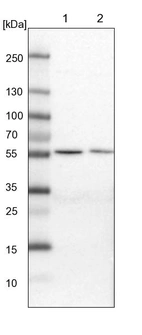 Lane 1: NIH-3T3 cell lysate (Mouse embryonic fibroblast cells)_br/_Lane 2: NBT-II cell lysate (Rat Wistar bladder tumour cells)
